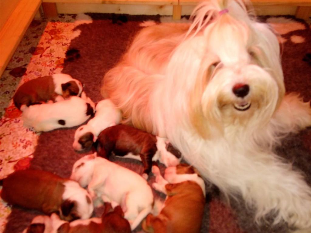 Tinghsa Bells Tibetan terrier 0000