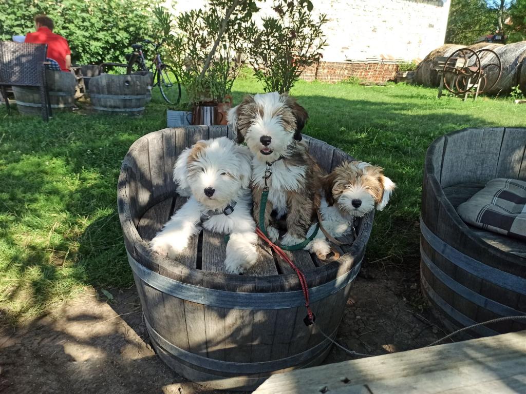 Tinghsa Bells Tibetan Terrier 0002