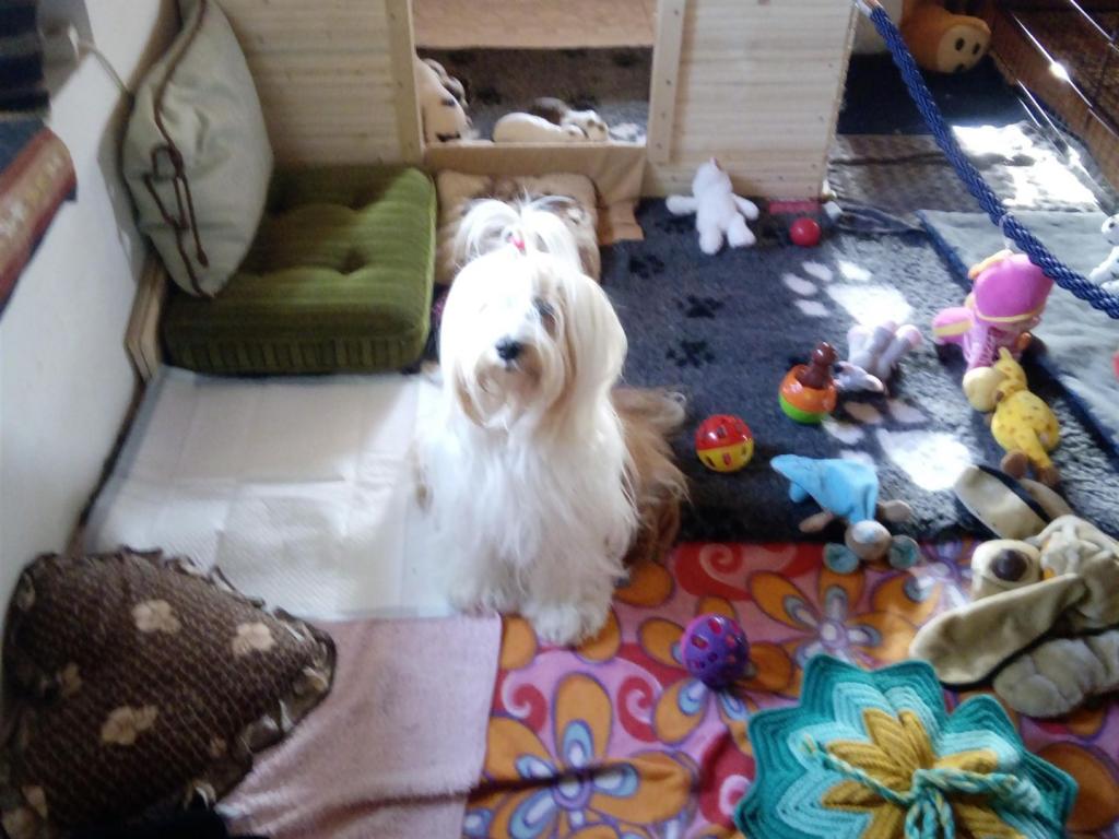 Tinghsa Bells Tibetan Terrier 0005