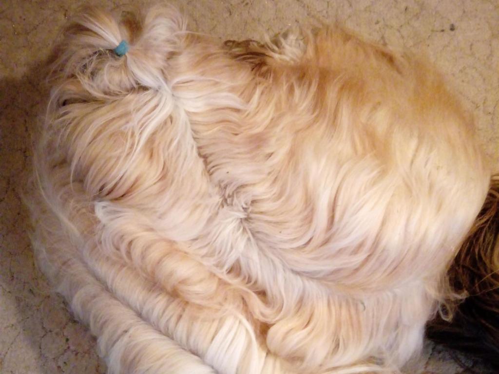 Tinghsa bells Tibetan Terrier 0006