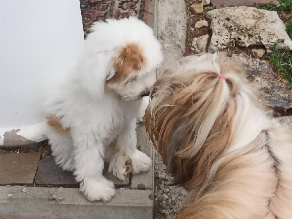Tinghsa Bells Tibetan Terrier 0011