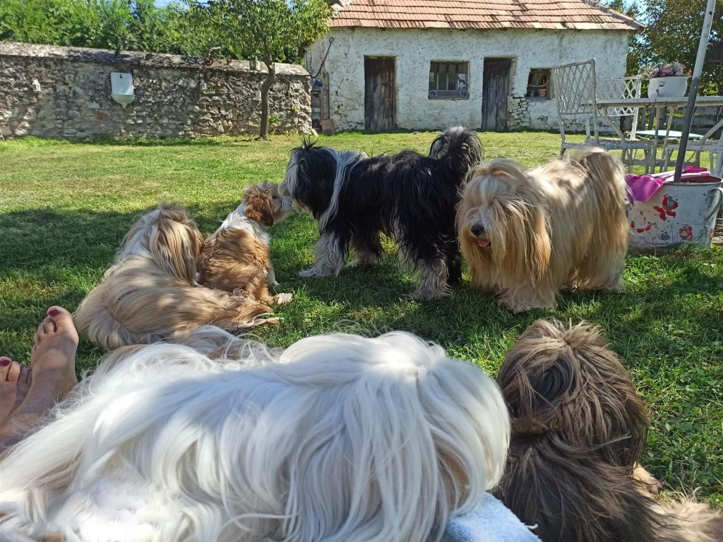 Tinghsa Bells Tibetan Terrier 0019