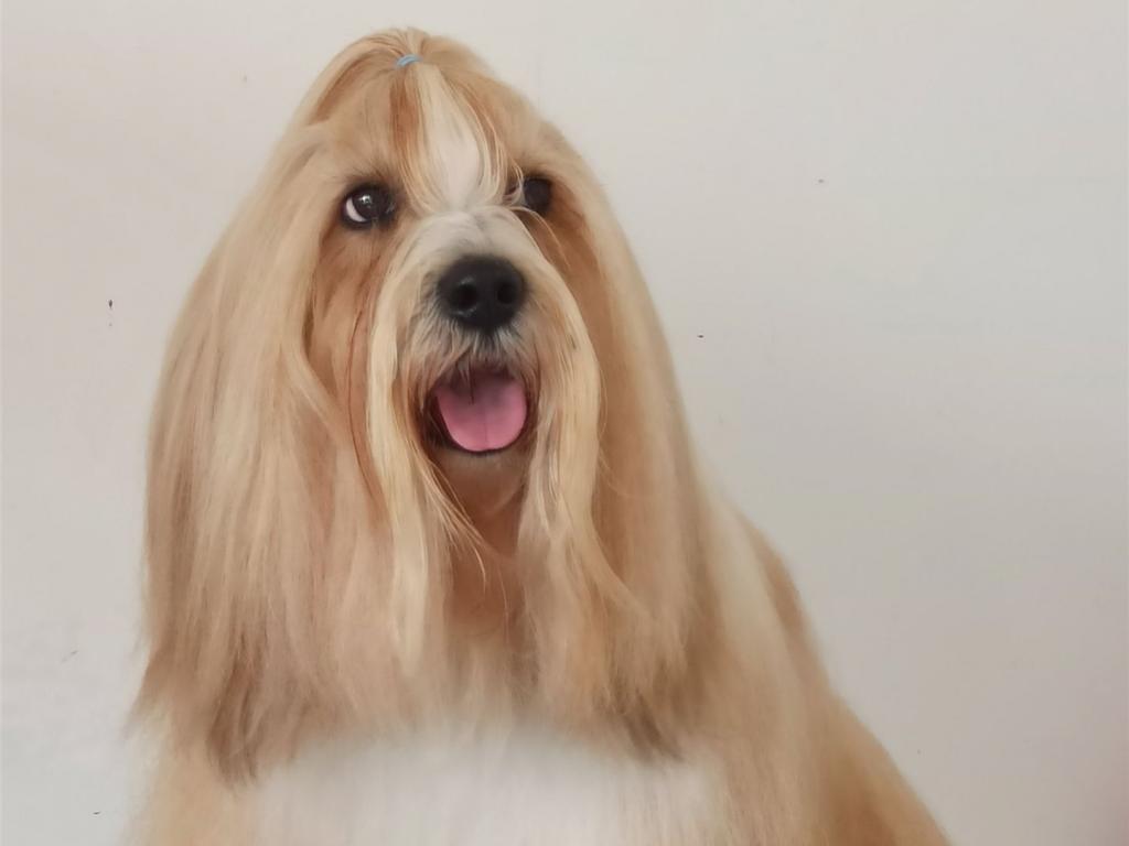 Tinghsa Bells Tibetan Terrier 0007