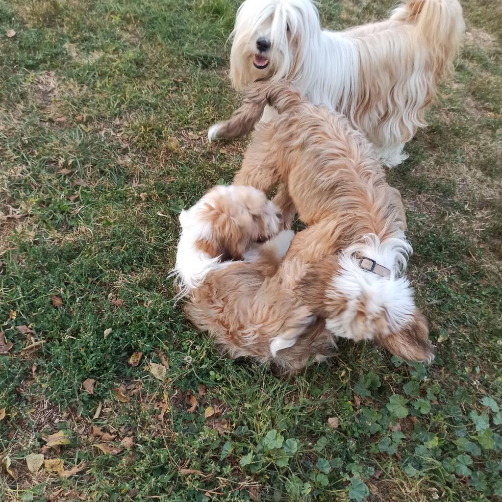 TinghsaBells_Humusz_01