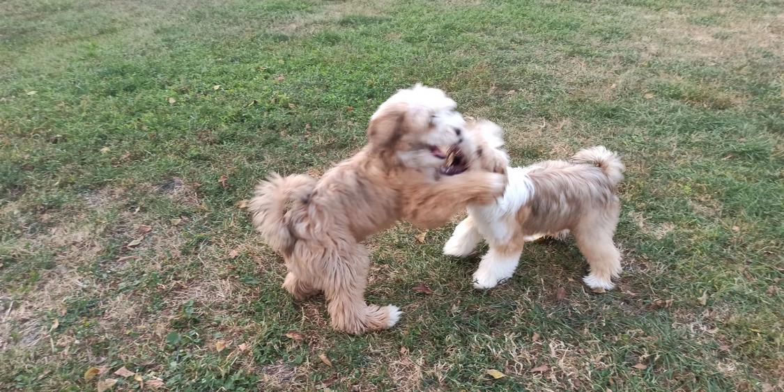 TinghsaBells_Humusz_02