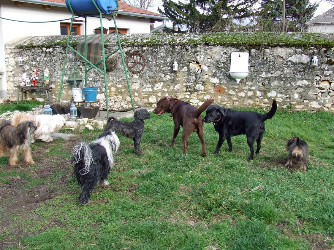 Hundepension_024