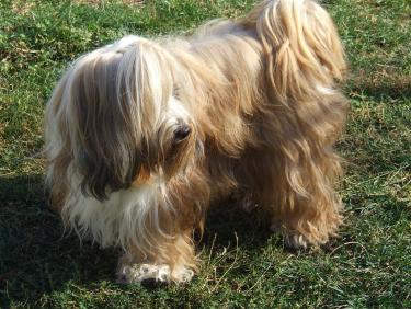 Honey_0345