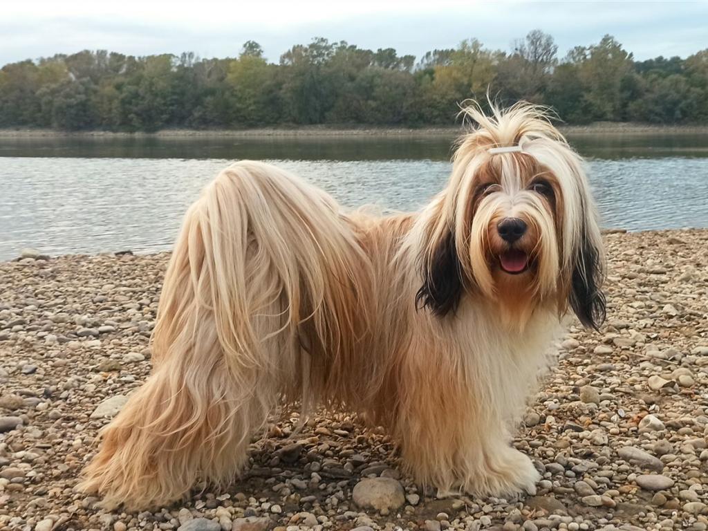 Meine Hunde - AMI 1