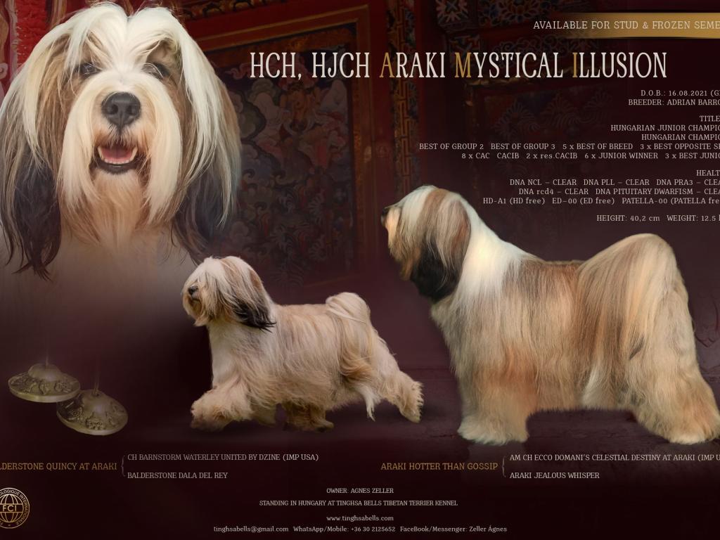 Meine Hunde - AMI 2