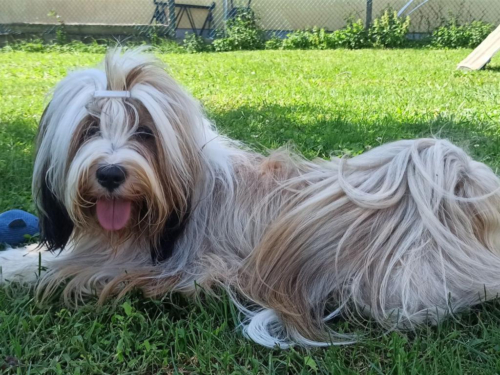 Meine Hunde - AMI 3