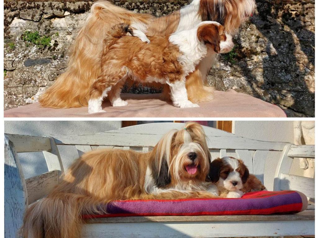 Meine Hunde - AMI 4