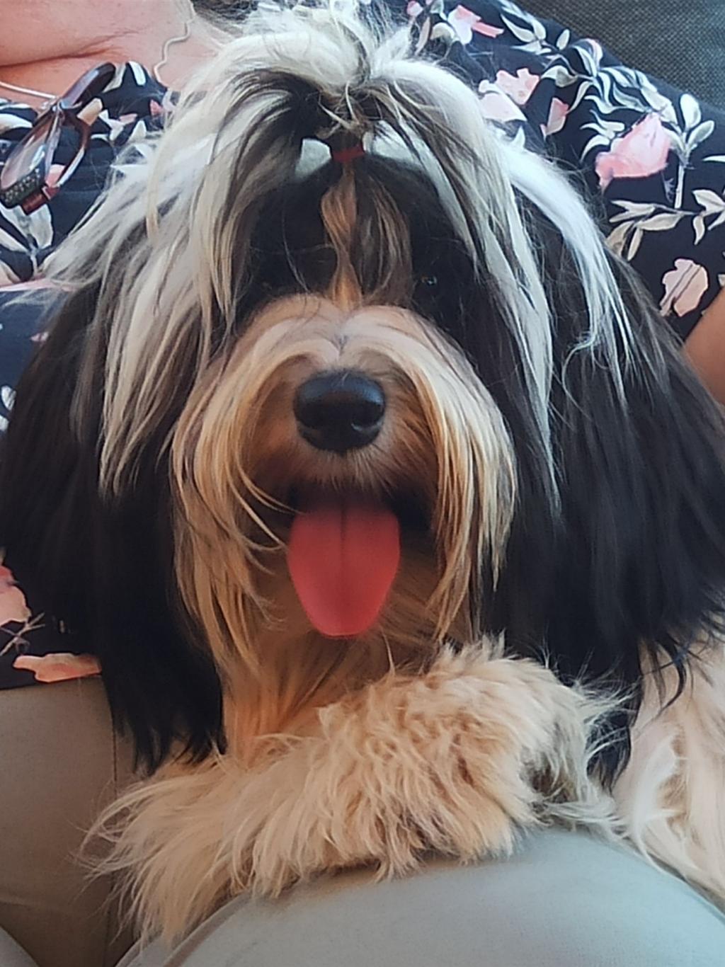 Tinghsa Bells Jolie Julie 10