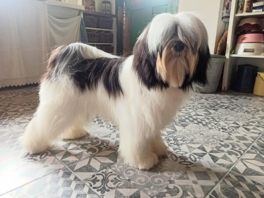 Tinghsa Bells Jolie Julie 11