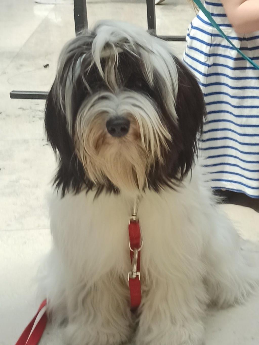 Tinghsa Bells Jolie Julie 2