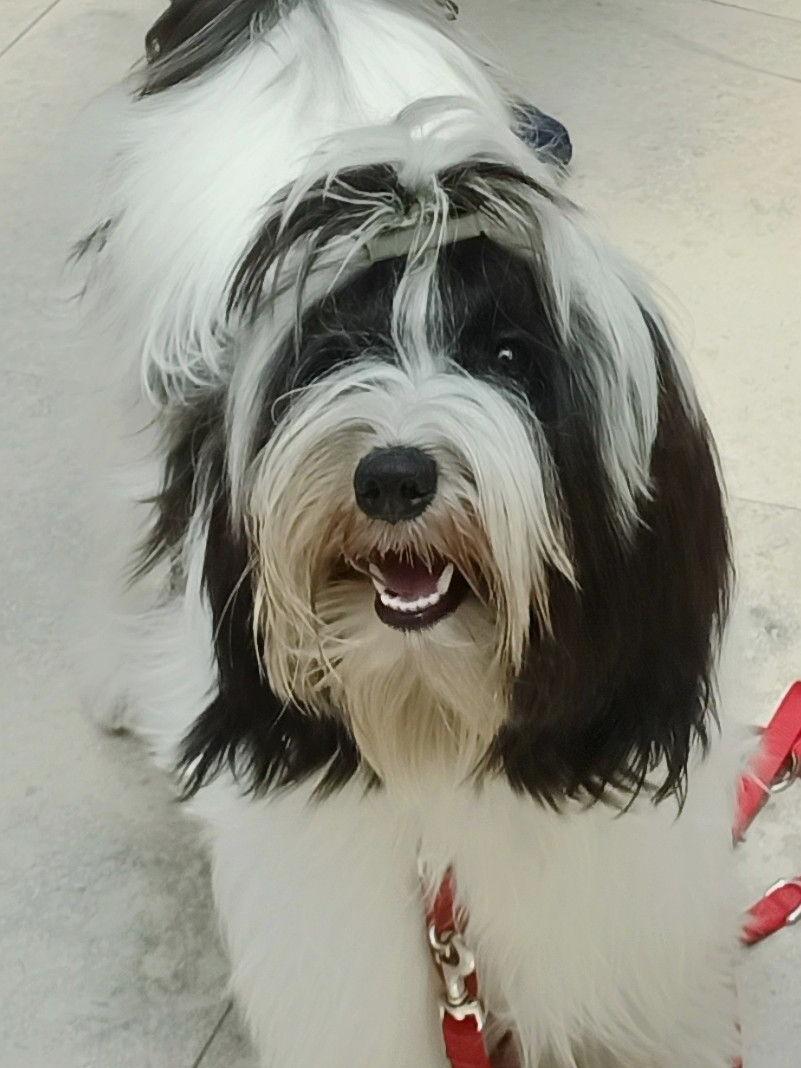 Tinghsa Bells Jolie Julie 3