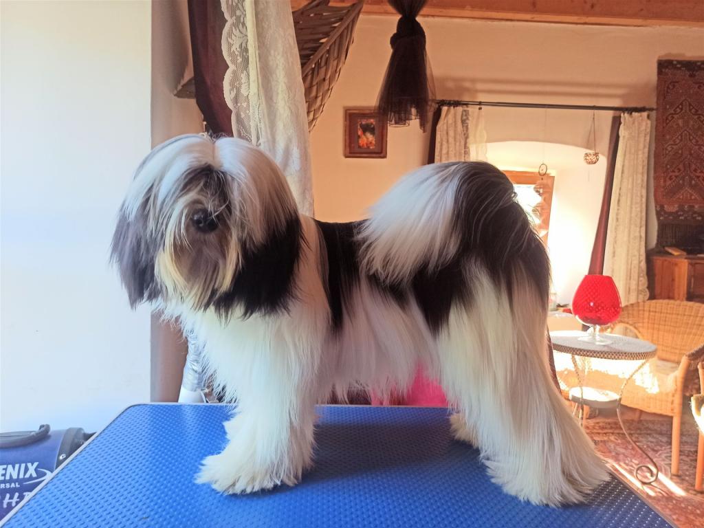 Tinghsa Bells Jolie Julie 5