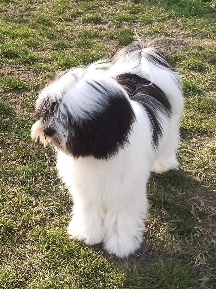 Tinghsa Bells Jolie Julie 9