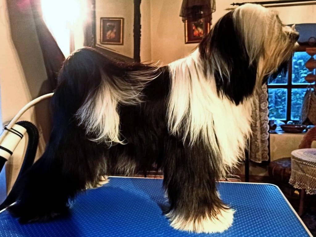 Tinghsa Bells It Girl 14