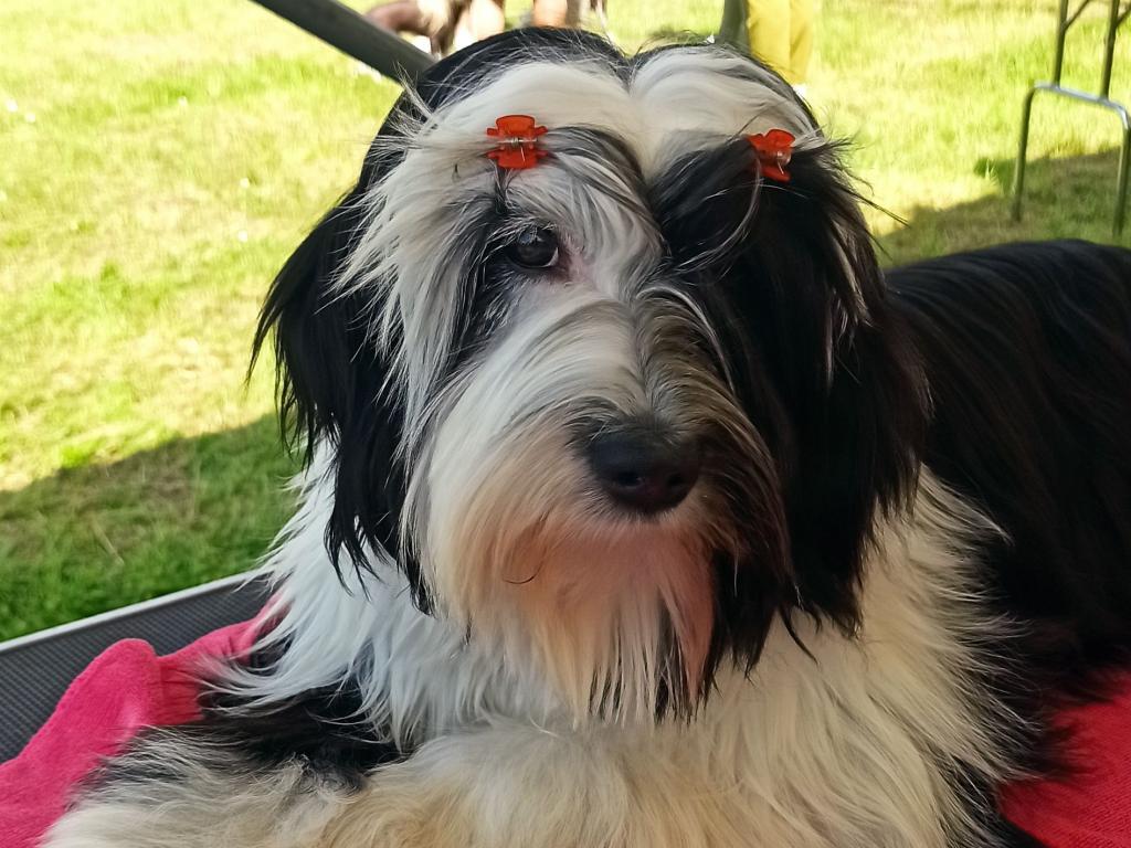 Tinghsa Bells It Girl 2