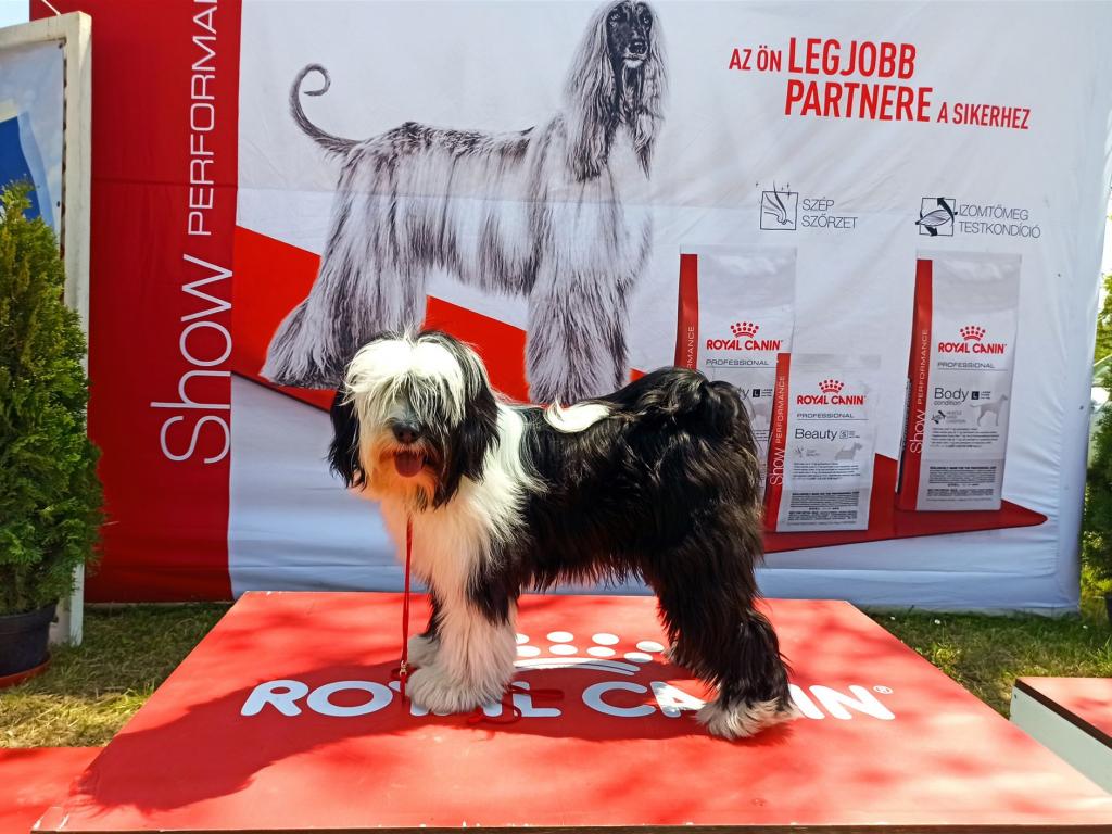 Tinghsa Bells It Girl 4