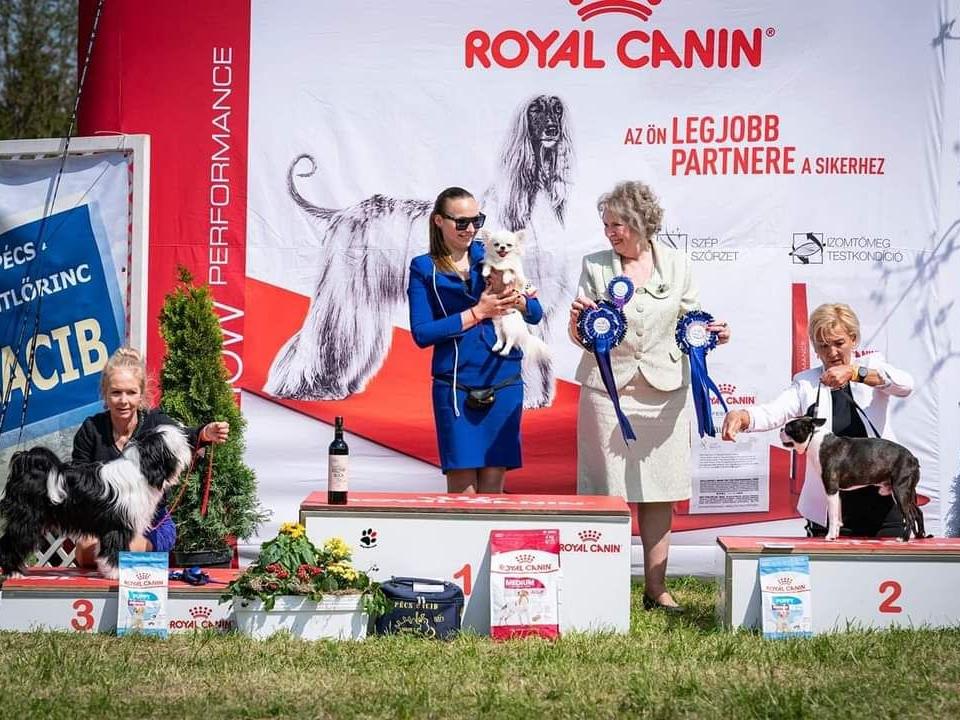 Tinghsa Bells It Girl 7