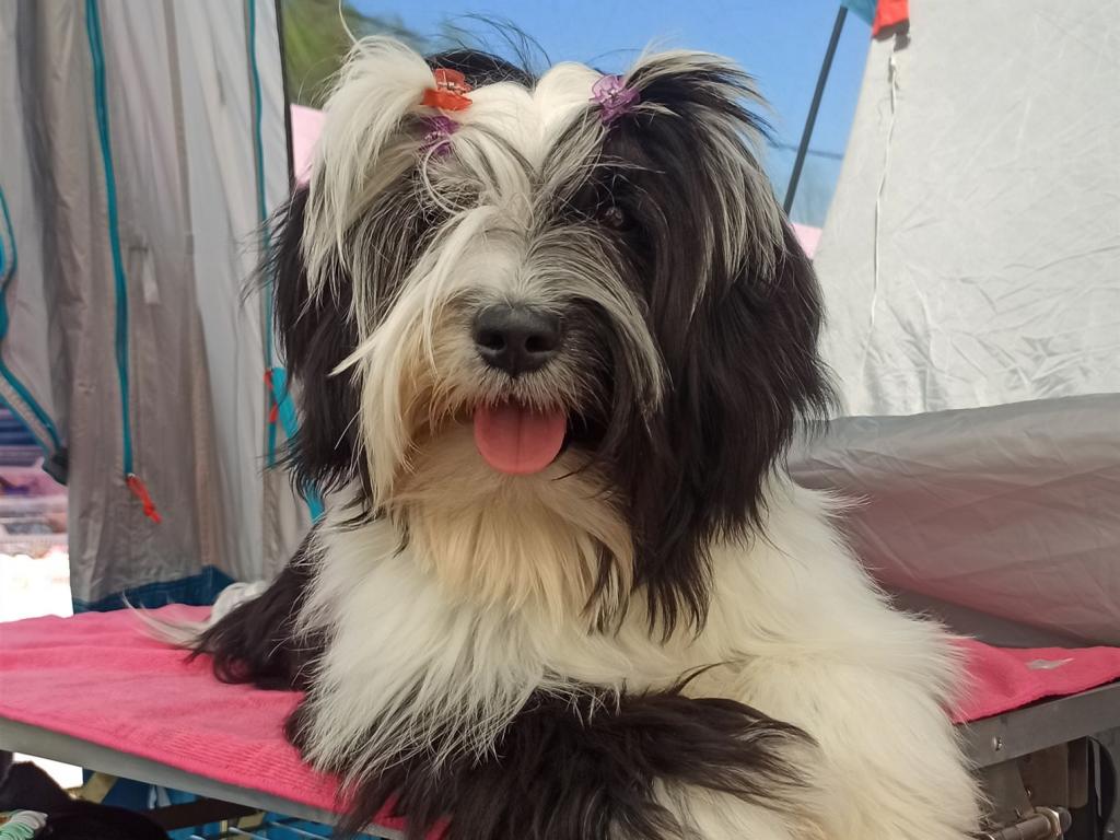 Tinghsa Bells It Girl 8