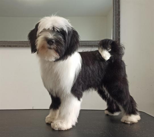 Tinghsa Bells It Girl