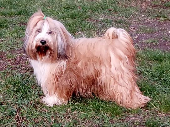 Tinghsa Bells Tibetan Terrier 01101