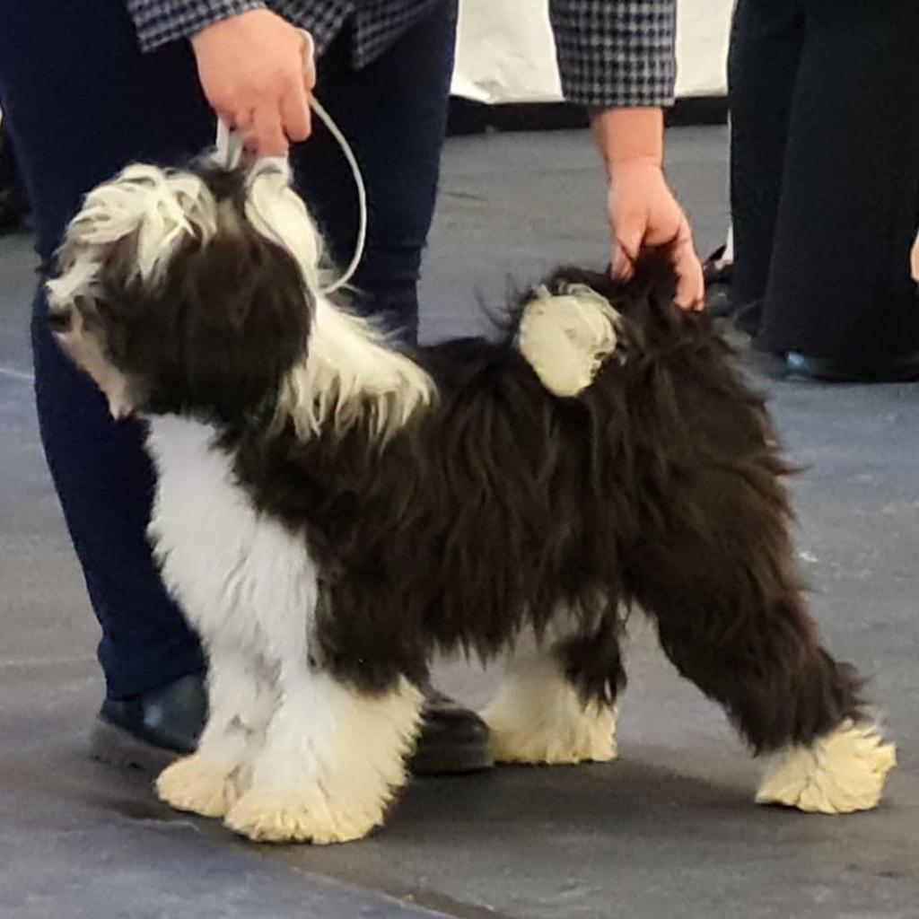 Tinghsa Bells Johnny B. Goode at Araki 06