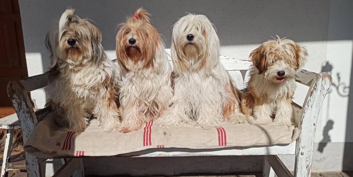 Tinghsa Bells Tibetan Terrier 0342