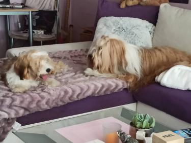 Tinghsa Bells Tibetan Terrier 0337