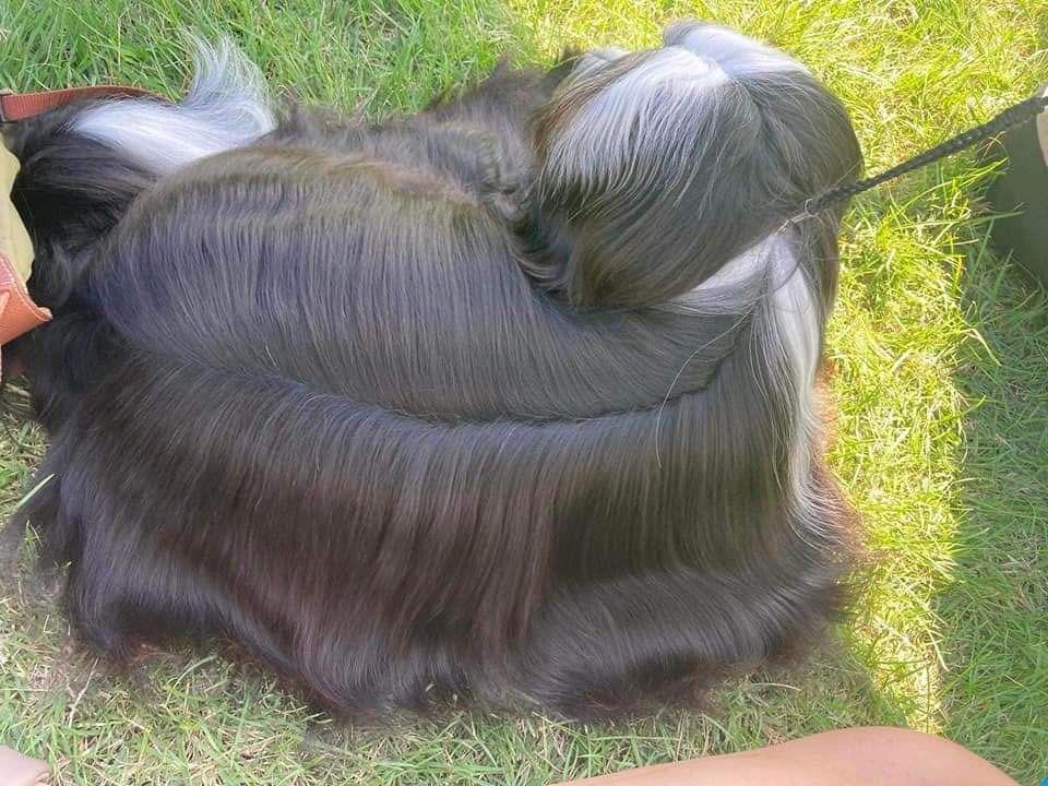 Tinghsa Bells Iggy Pup 4