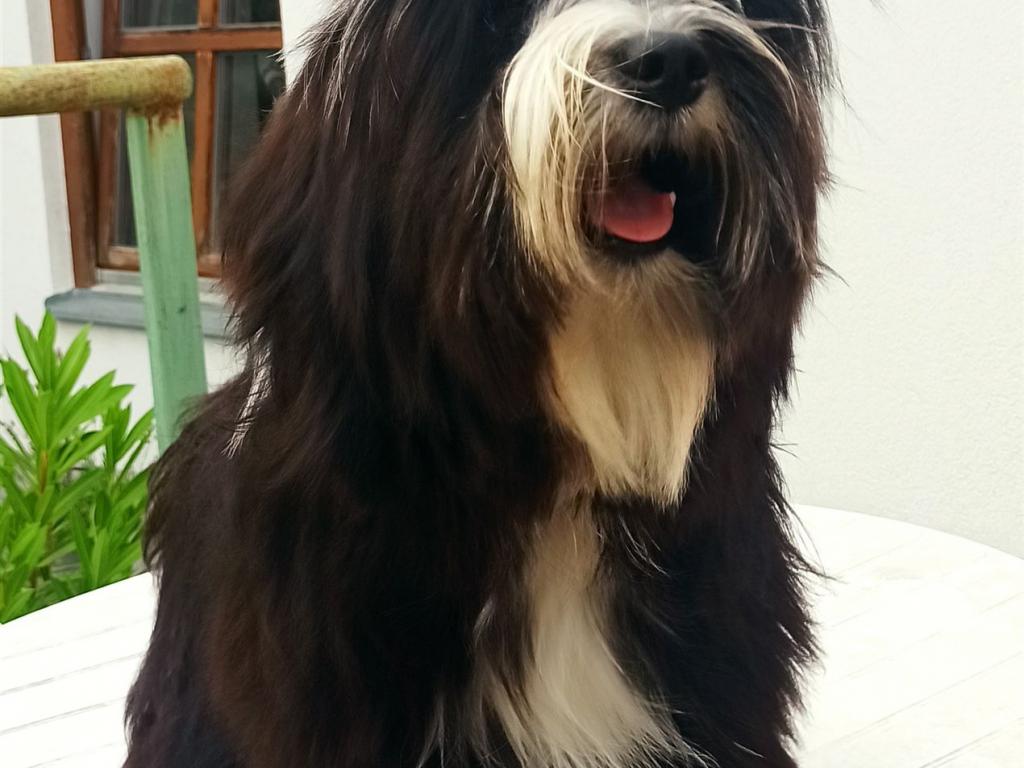 Tinghsa Bells Iggy Pup 5