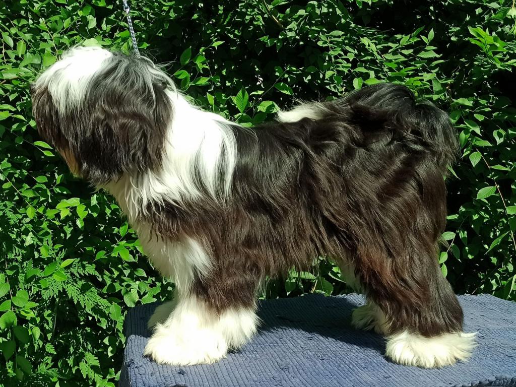 Tinghsa Bells Johnny B. Goode at Araki 8