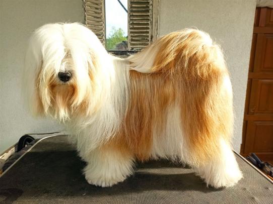 tibet terrier Tinghsa Bells Femme Fatale