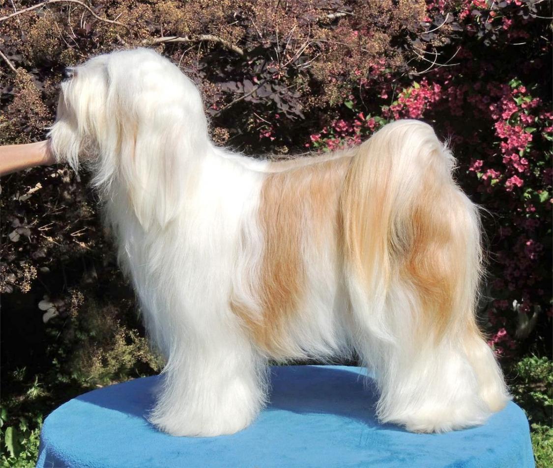 Tinghsa Bells Tibetan Terrier Pflege 1
