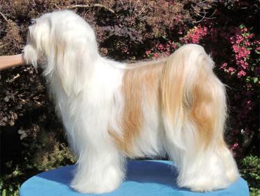 Tinghsa Bells Tibetan Terrier Pflege 1