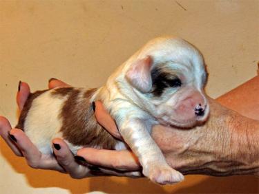 Tinghsa Bells Tibetan Terrier Pflege 3