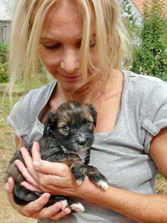 Tinghsa Bells Tibetan Terrier Pflege 4