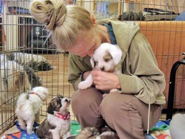 Tinghsa Bells Tibetan Terrier Pflege t