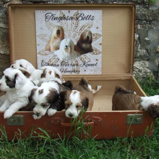 Tinghsa Bells Tibetan Terrier 0017