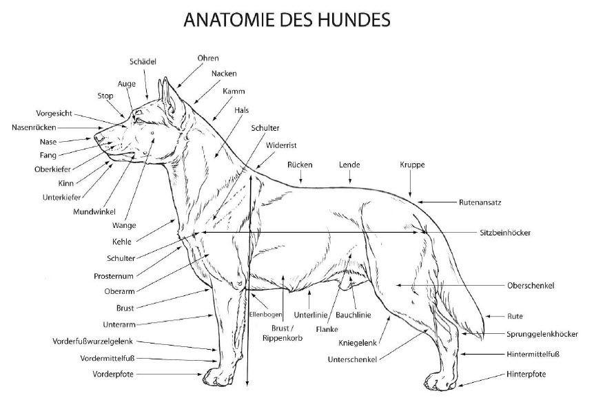Anatomie