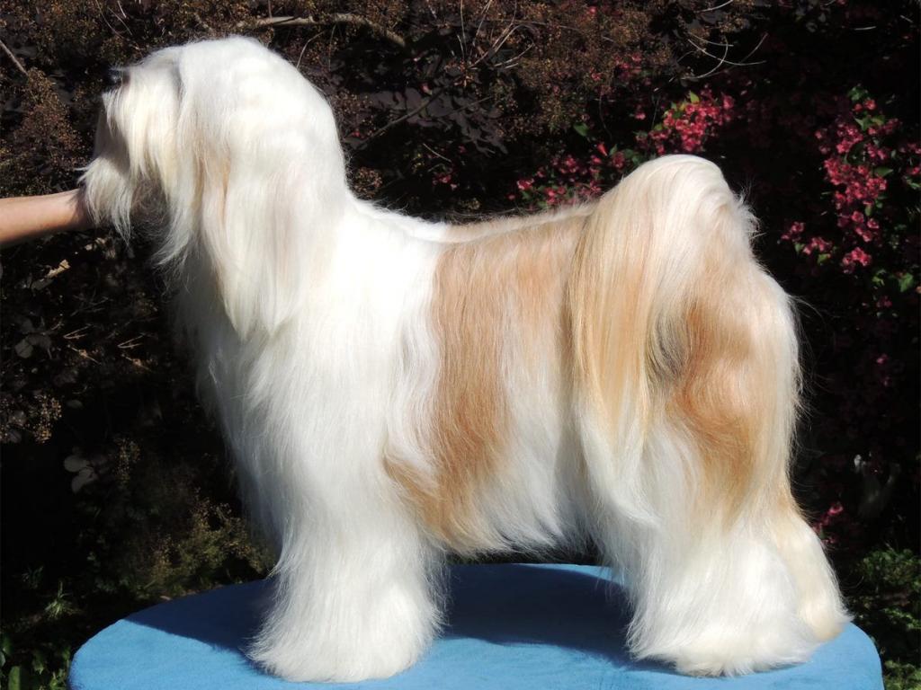 Tinghsa Bells Tibetan Terrier 0084