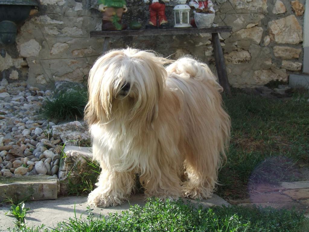 Tinghsa Bells Tibetan Terrier 0322