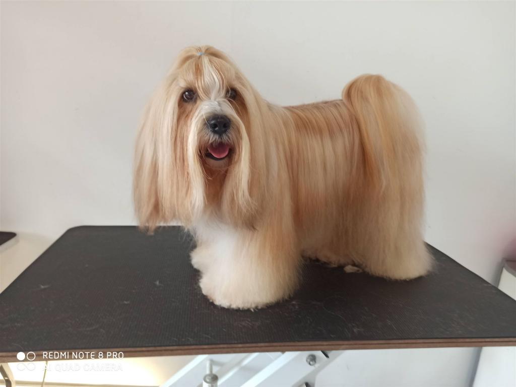 Tinghsa Bells Tibetan Terrier 0322