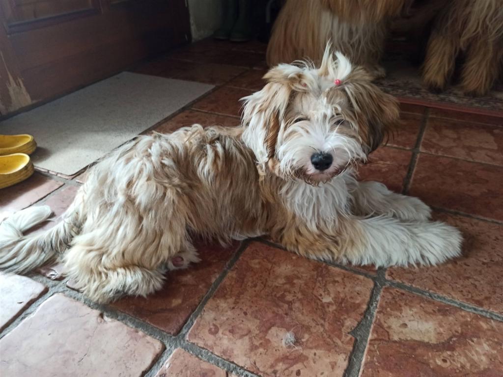 Tinghsa Bells Tibetan Terrier 0326