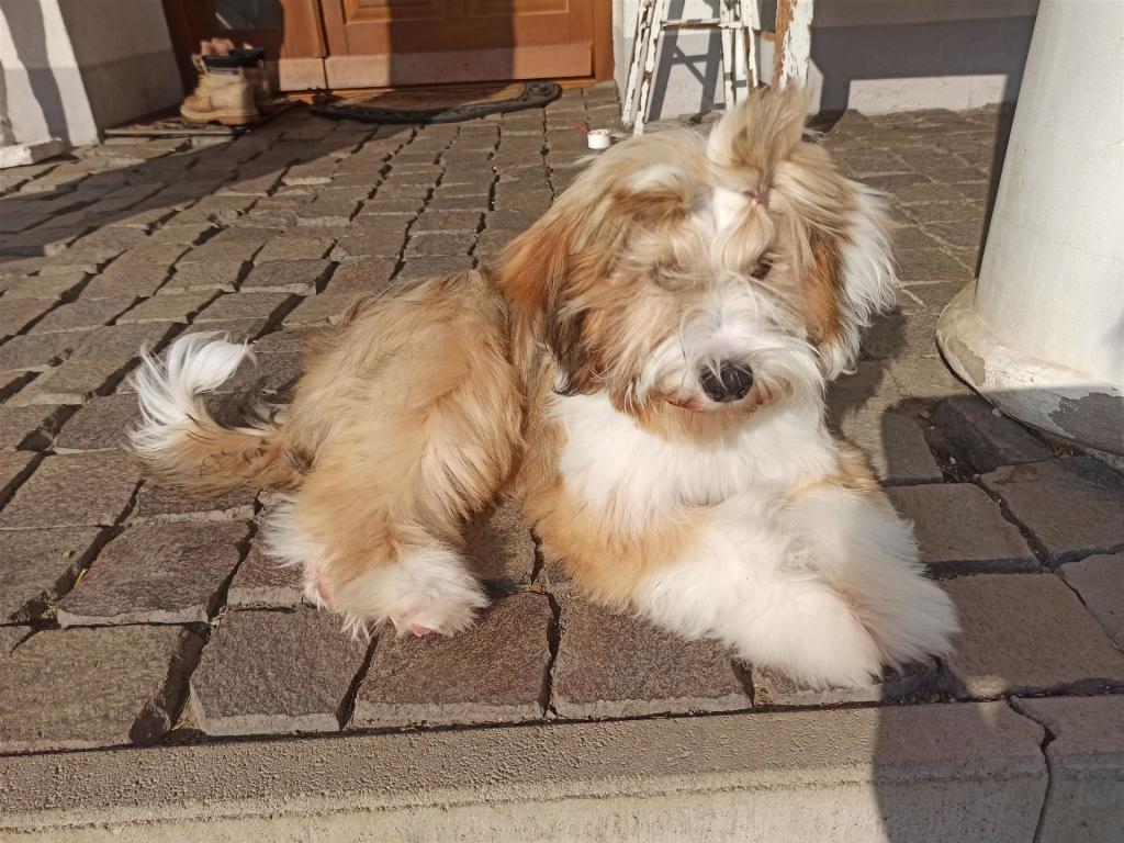 Tinghsa Bells Tibetan Terrier 0326