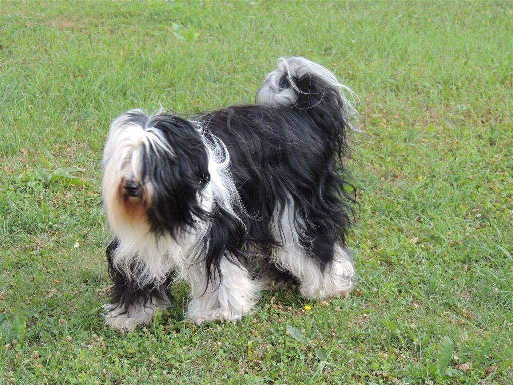 Tinghsa Bells Tibetan Terrier 0344