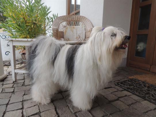 Tibetan Terrier Bonita2