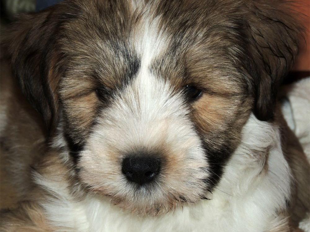 Teddy2